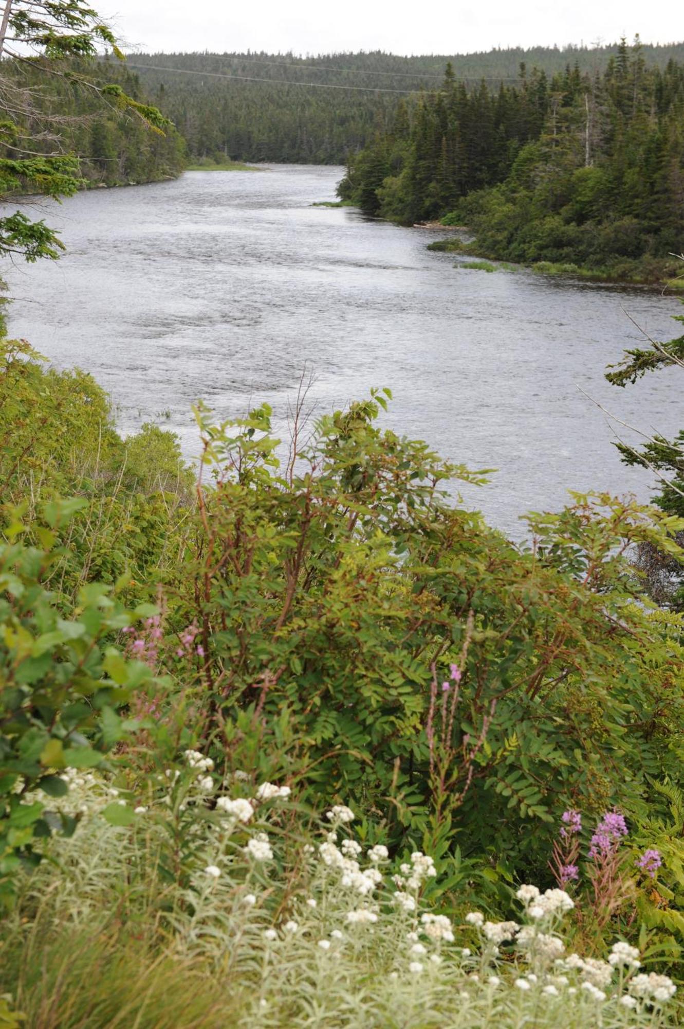 Riverside Chalets River of Ponds Extérieur photo